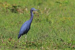 Little Blue Heron